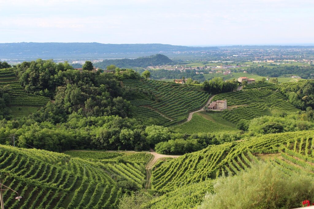 Sviluppo Vino di qualità : 30 assunzioni nel Veneto