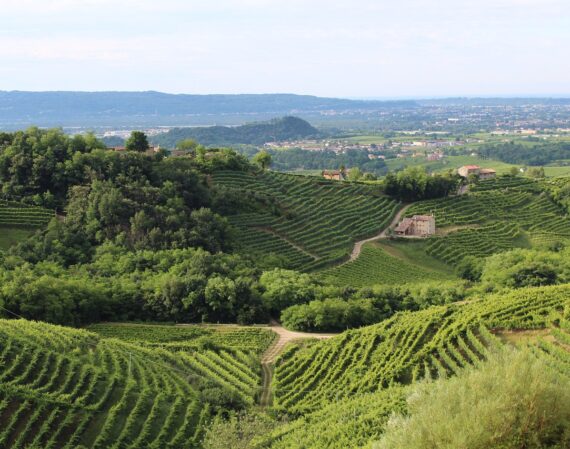 Sviluppo Vino di qualità : 30 assunzioni nel Veneto