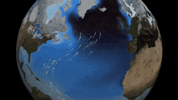 Questa animazione mostra la Corrente del Golfo che invia acqua calda verso l'Oceano Atlantico settentrionale, costringendo l'acqua più fredda ad affondare e viaggiare verso sud. Credito: NASA/Goddard Space Flight Center Scientific Visualization Studio